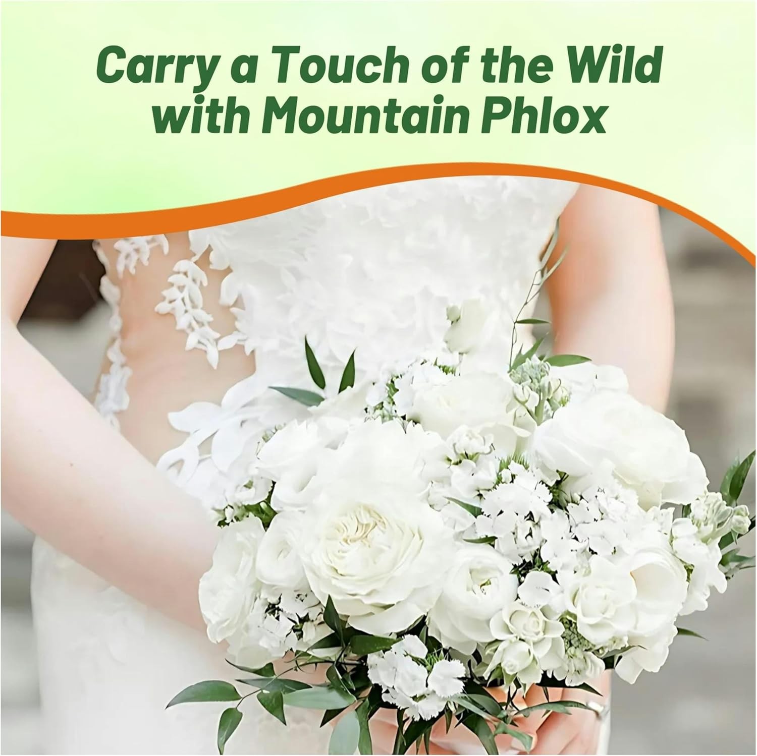 5000 Seeds White Mountain Phlox Seed For Planting – Phlox Wildflower Seeds