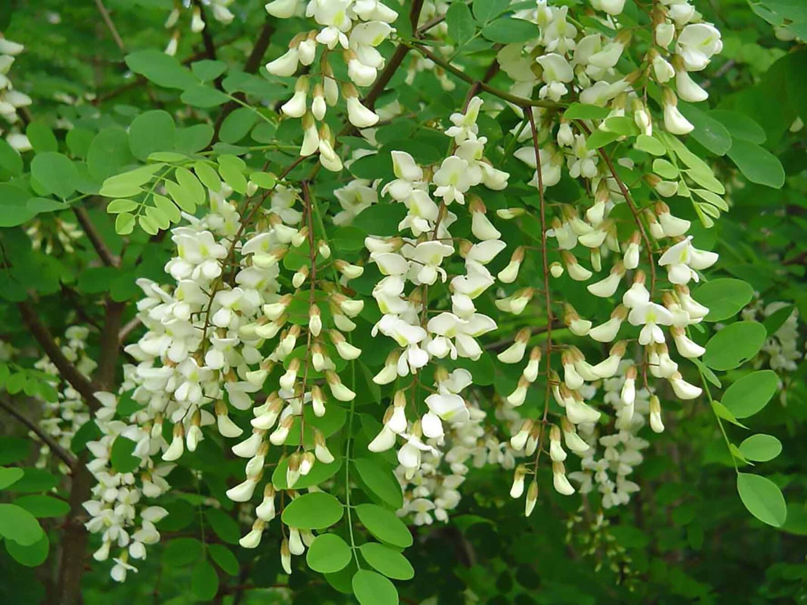 Black Locust, Robinia pseudoacacia, Tree Seeds (Fast, Hardy, Fragrant)