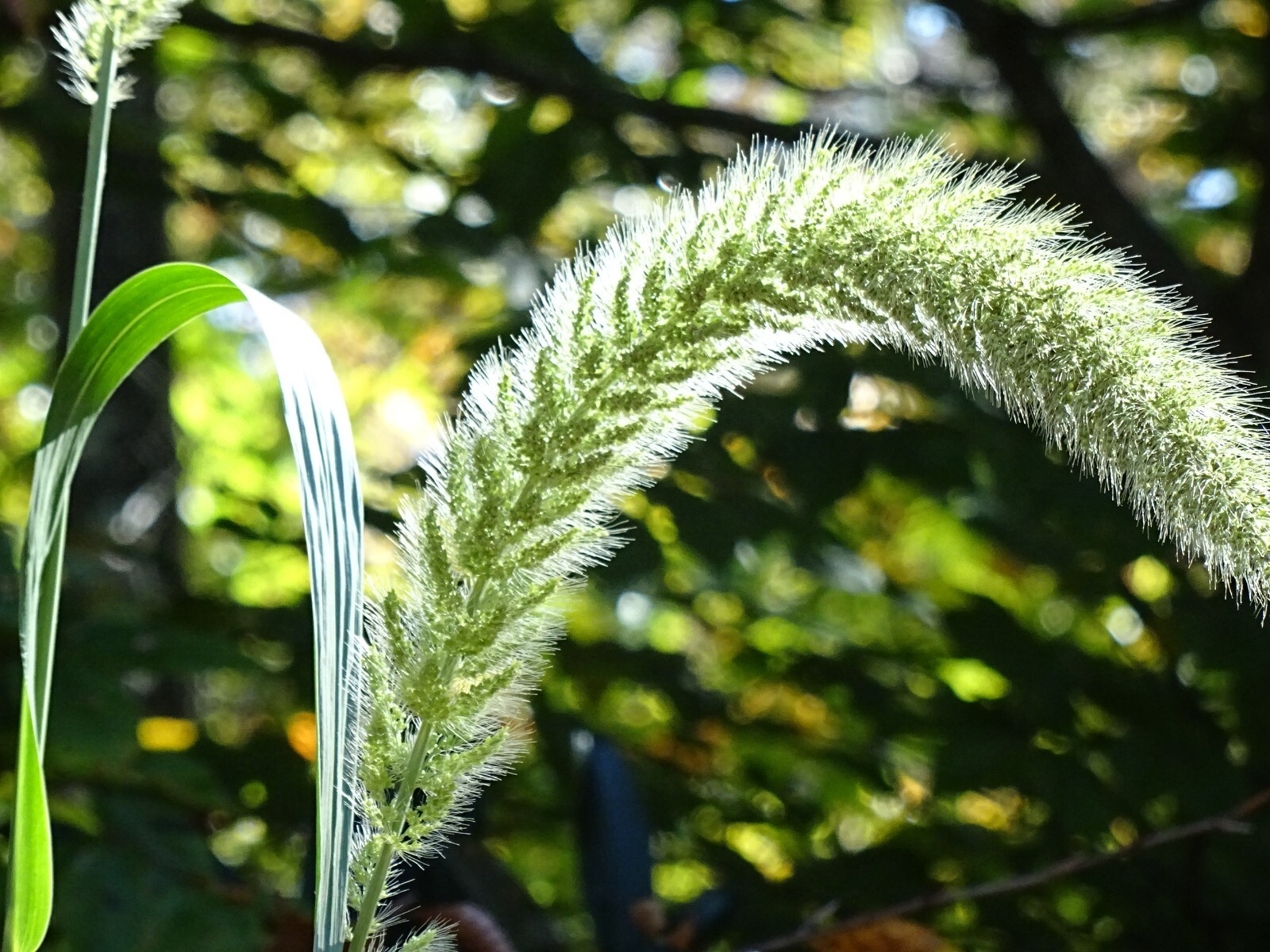 Giant Bristlegrass Setaria magna 50+ seeds Native Grass Birds Fresh From 2023