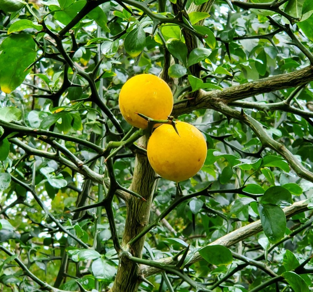 Poncirus Trifoliata Flying Dragon Citrus Hardy Orange Orange 100+ SEEDS 🍊🍊🍊