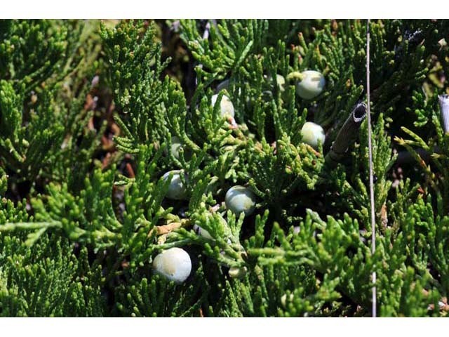 10 Seeds Creeping Juniper Juniperus horizontali, US Native Evergreen Shrub