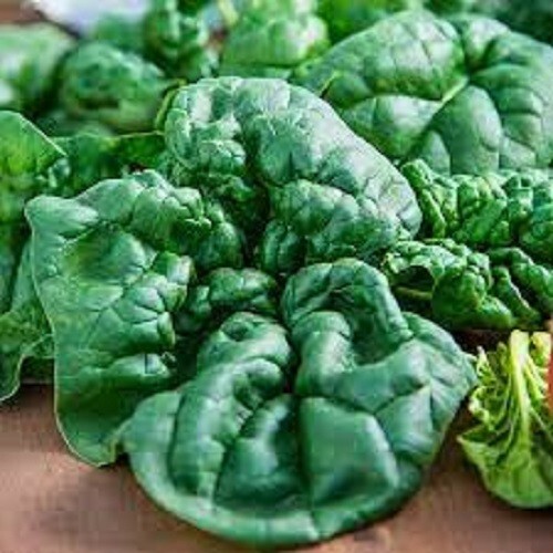 Premium Bloomsdale Spinach – Fresh Organic Heirloom Seeds – Most Popular Variety