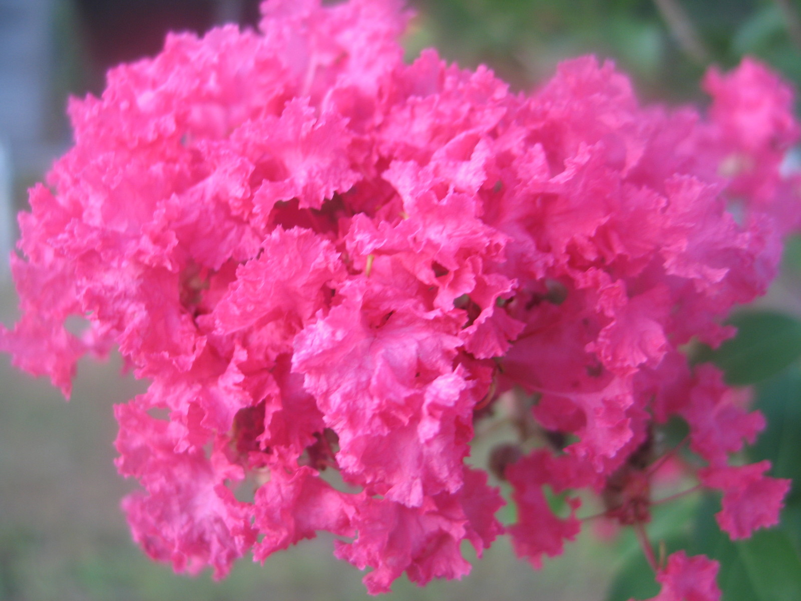Crape Myrtle | Raspberry Sundae | hot pink | 20 seeds