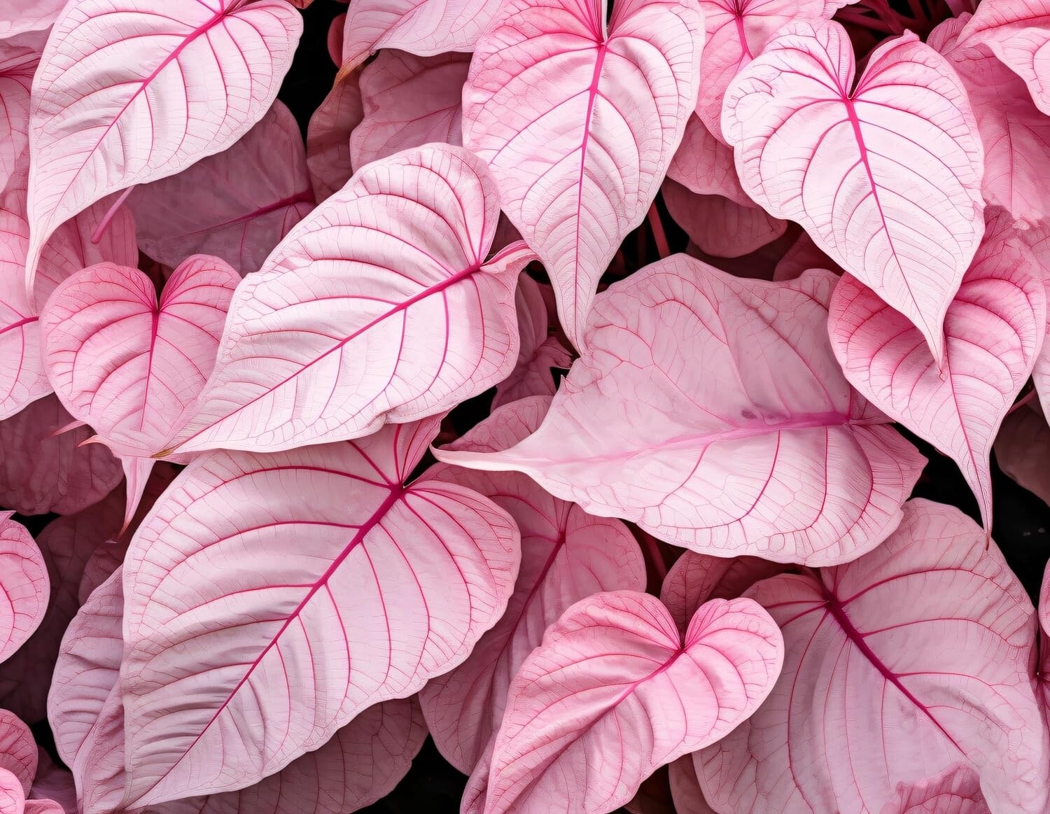 6 Pinky Swear Caladium Bulbs for Planting – Perennial Hosta, Elephant Ears