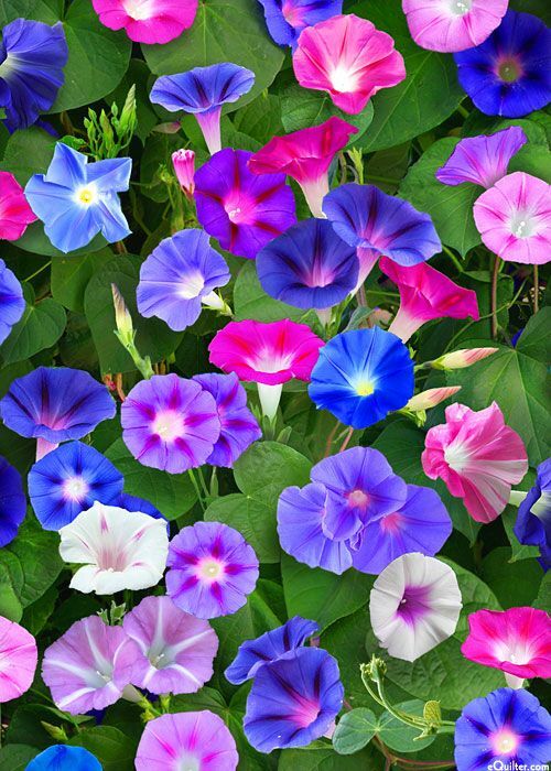 25 TALL MIXED MORNING GLORY SEEDS 15 ft VINES FREESH HARVEST FOR 2024 GARDENS