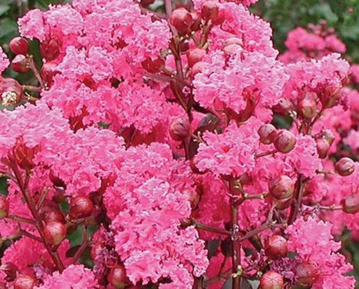 20 EXOTIC CRAPE MYRTLE SEEDS for garden flower house plant bush USA SELLER USPS