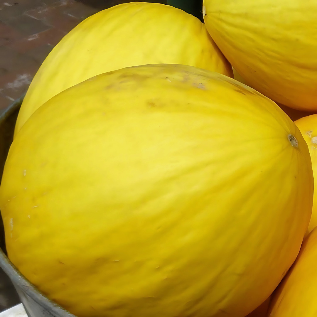 Fresh Delicious Crenshaw Melon Seeds | Yellow | Heirloom Non-GMO | Fruit Seeds