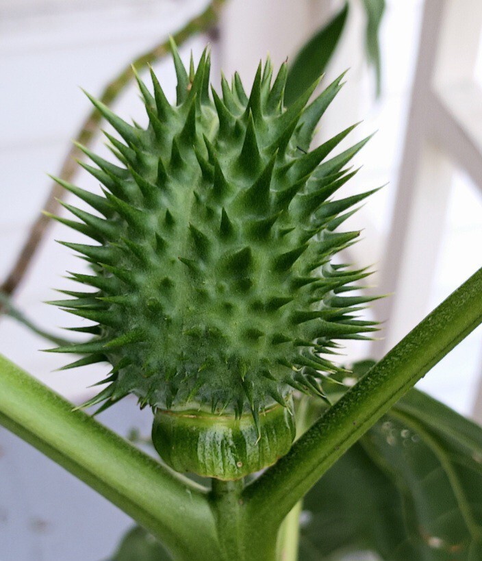 100+Seeds. Datura Stramonium, Jimson Weed, Thorn Apple, Devil’s Trumpet