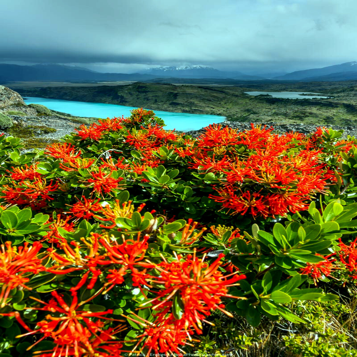 10 Chilean Firebush Tree Seeds Embothrium coccineum Flame Flower Plant RARE!