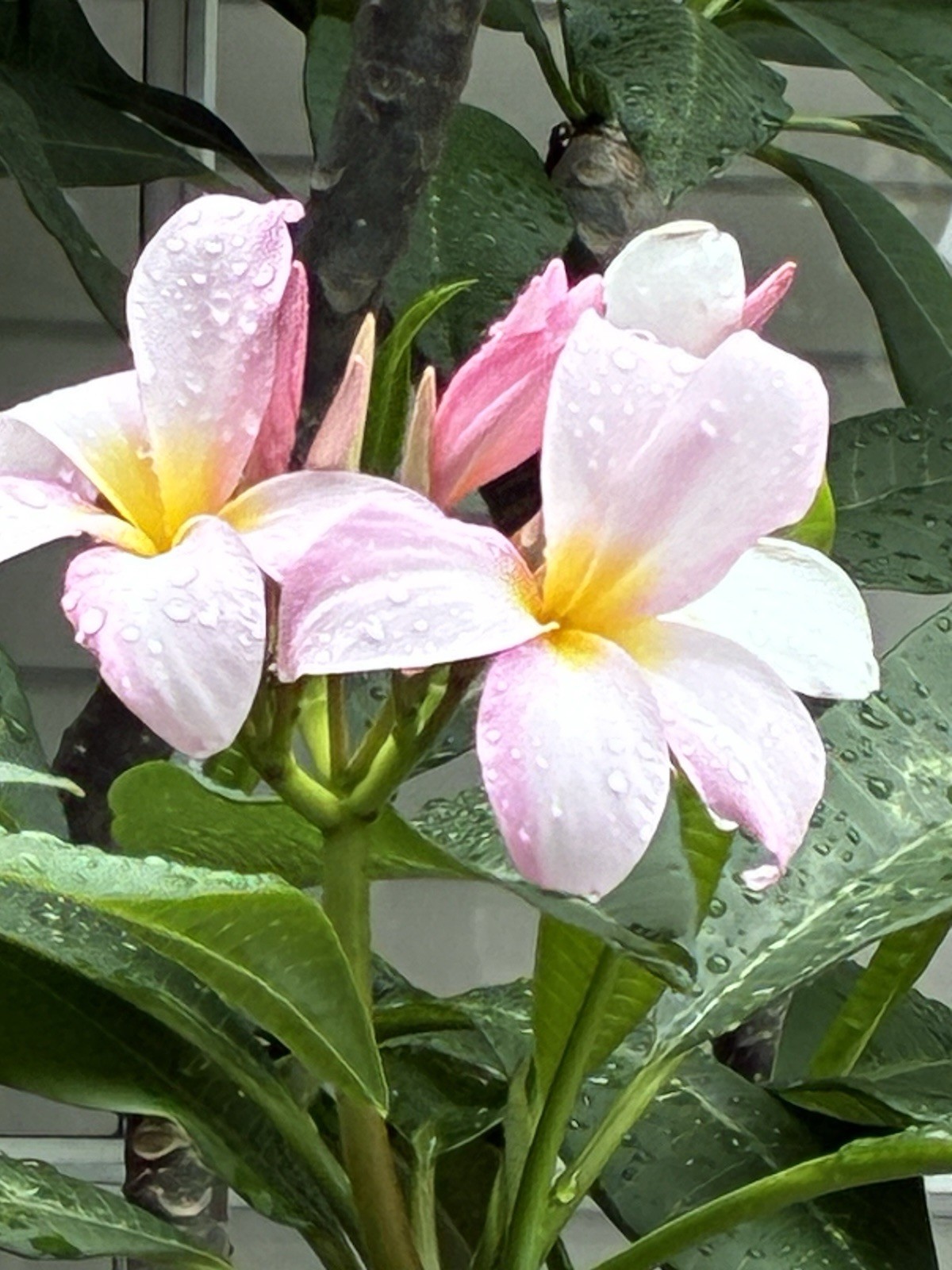 5 Pink Light Purple Plumeria Seeds Perennial Flowers Flower Frangipani US SELLER