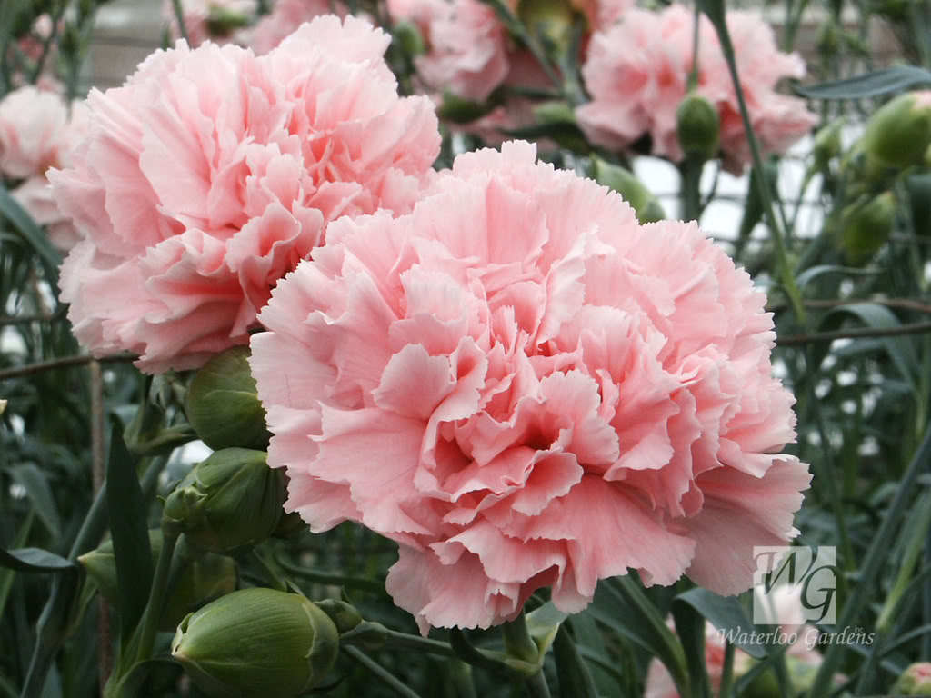 50 La France PINK CARNATION Dianthus Caryophyllus Chabaud Flower Seeds *Comb S/H