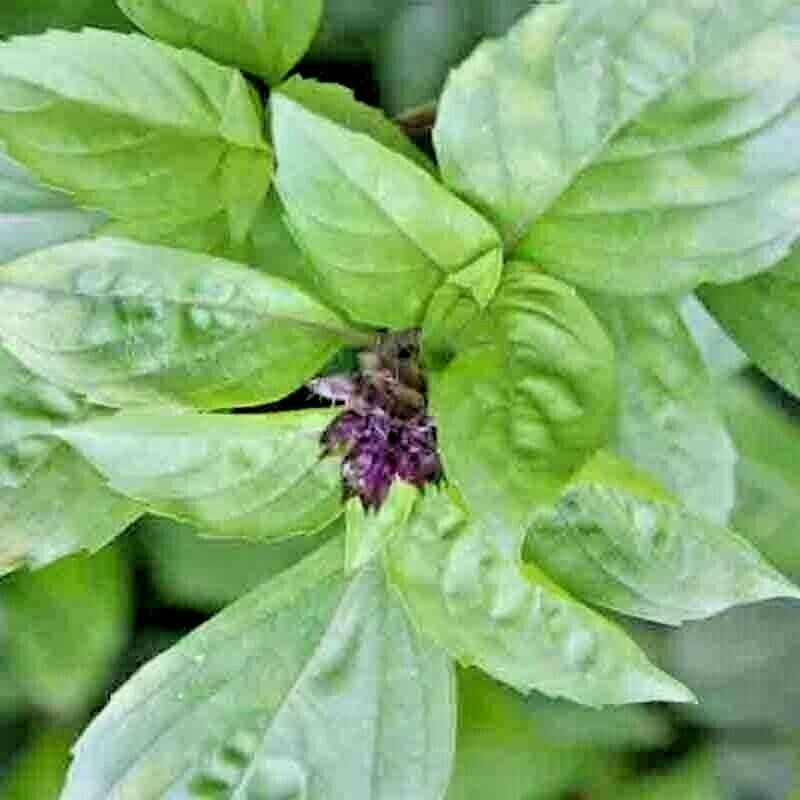 1200+ CINNAMON BASIL SEEDS – HERB ———————— PERENNIAL – HEIRLOOM