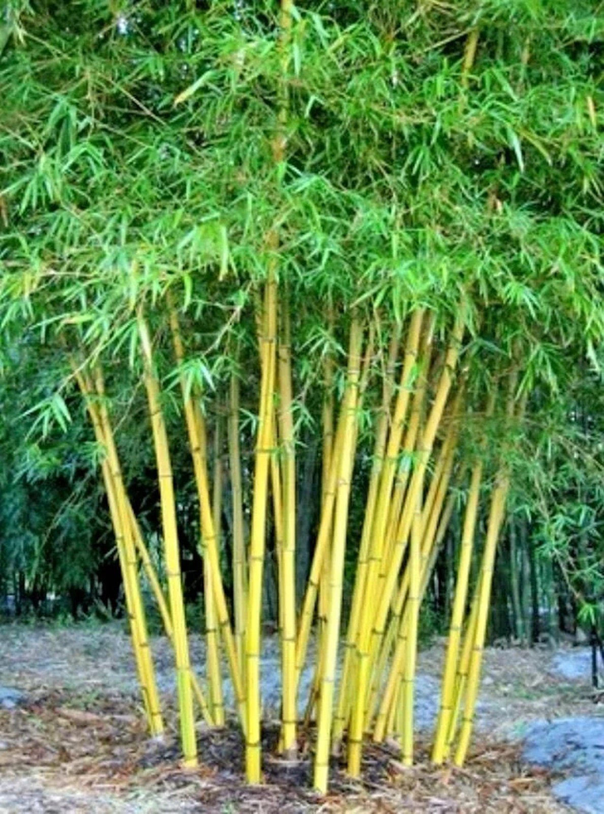 100 Yellow Bamboo Seeds Perennial Ornamental Seed Privacy Shots US SELLER