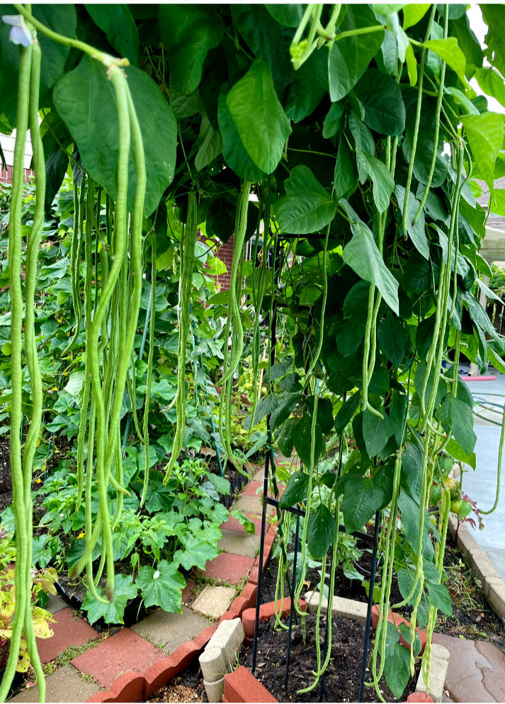 30+ organic Taiwan Yard extra Long noodle Beans – black Seeds