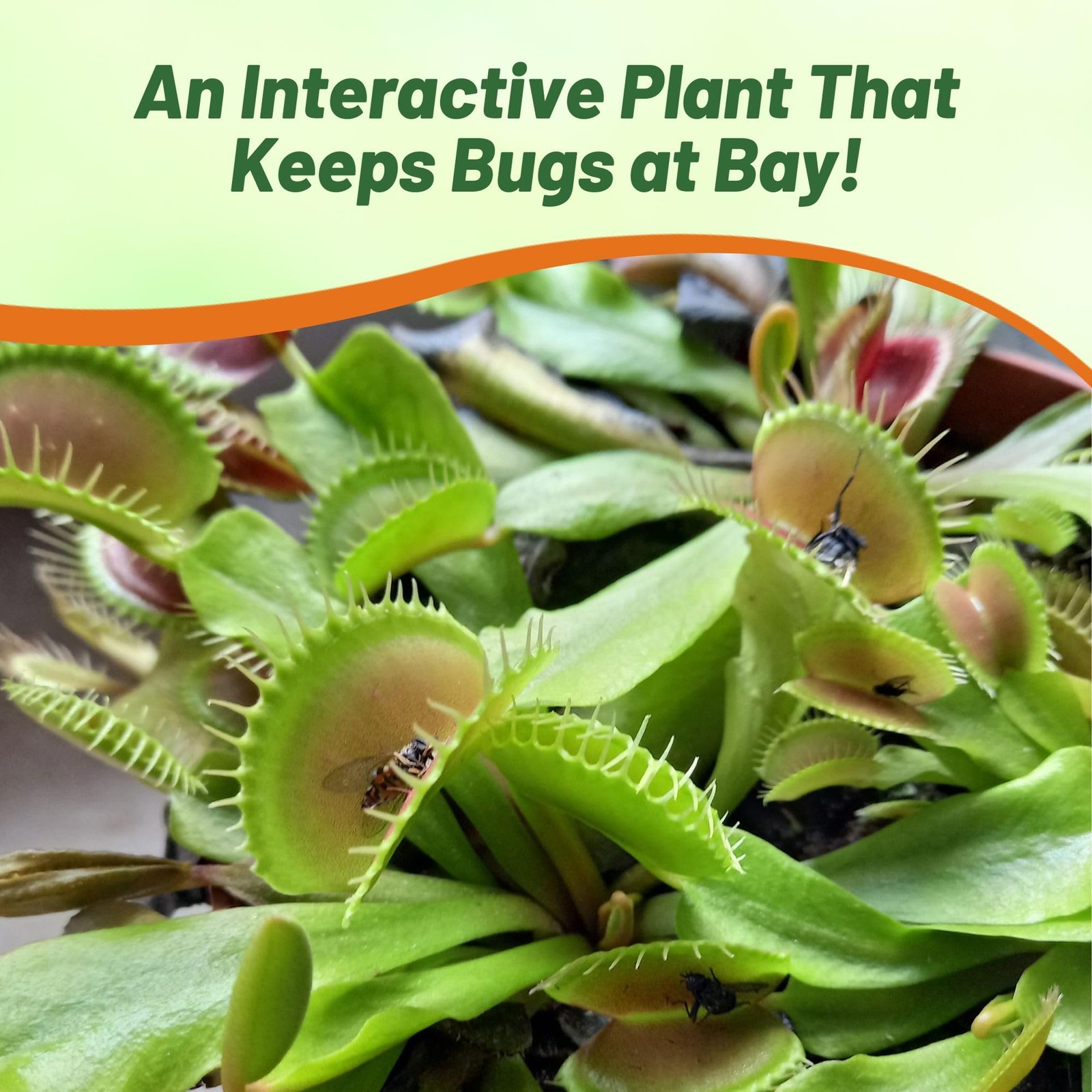 Outsidepride Venus Flytrap Seeds – 10 Pcs Perennial, A) 10 Seeds, Green