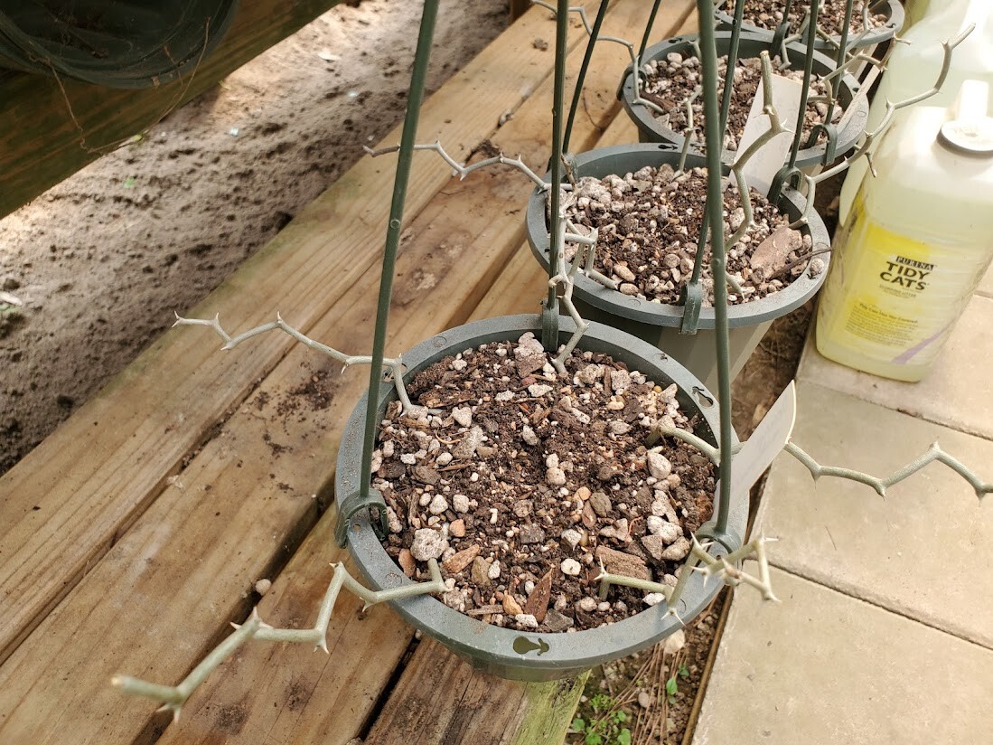 Decarya madagascariensis – Zig Zag Plant – Madagascar – 1 Rooted Branching