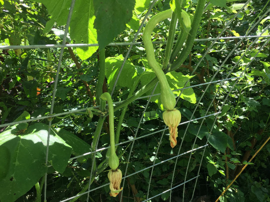 500 Trombocino Rampicante seeds; Tromboncino Climbing Zucchini; Zucchino Squash