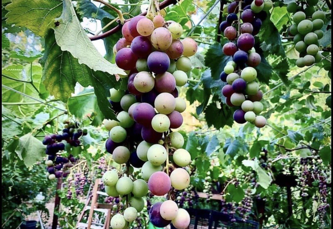Kyoho Grape 8” With Pot Seedling Live Plant Ready To Plant