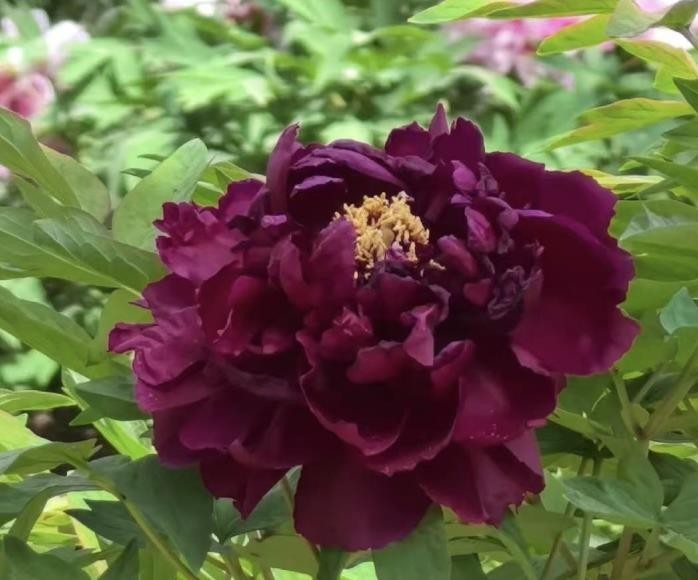 10 Deep red Large peony seeds, emitting a pleasant fragrance. Free shipping