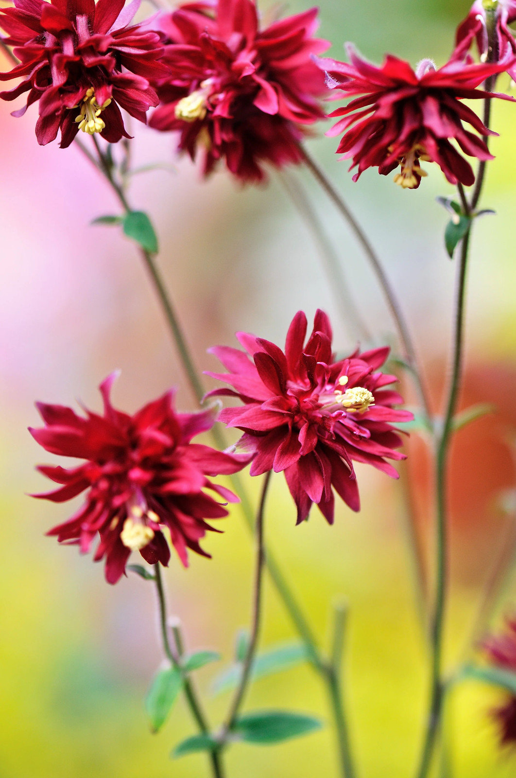 100 Mixed TALL DOUBLE COLUMBINE Aquilegia Vulgaris Red Pink Purple Flower Seeds