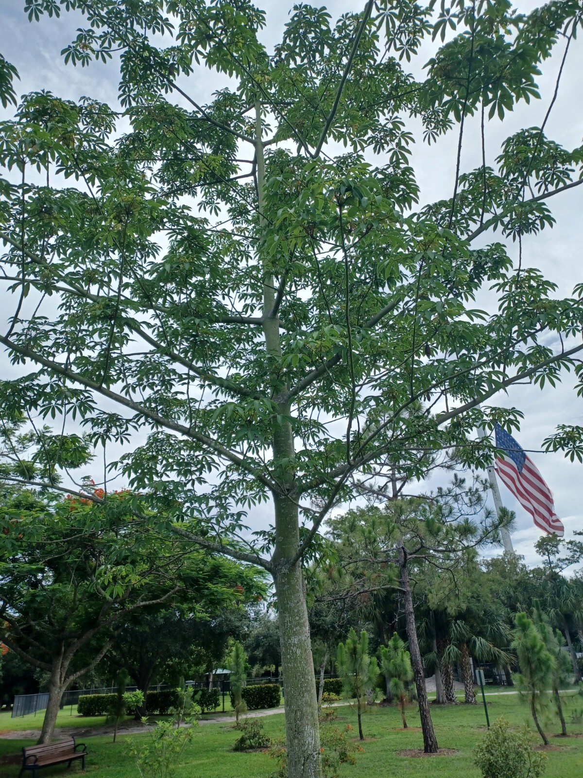 30 Silk Cotton Tree Seeds, Ceiba pentandra (Gathered 2024)