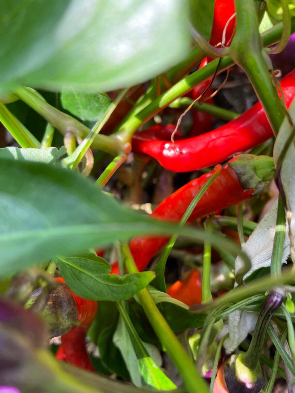 50+ Buena Mulata Purple Pepper Seeds Heirloom Hot