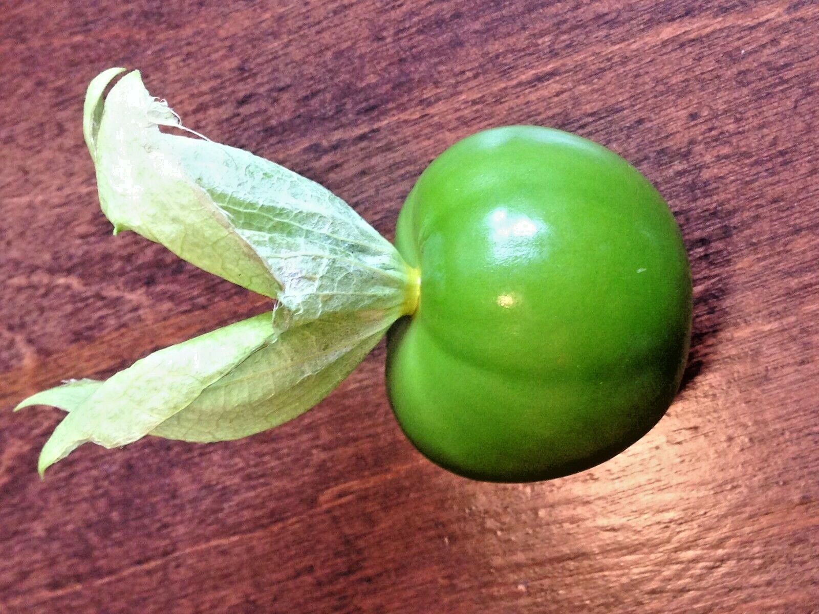 101+TOMATILLO GIGANTE Seeds Organic Summer Vegetable Garden Container Easy Grow
