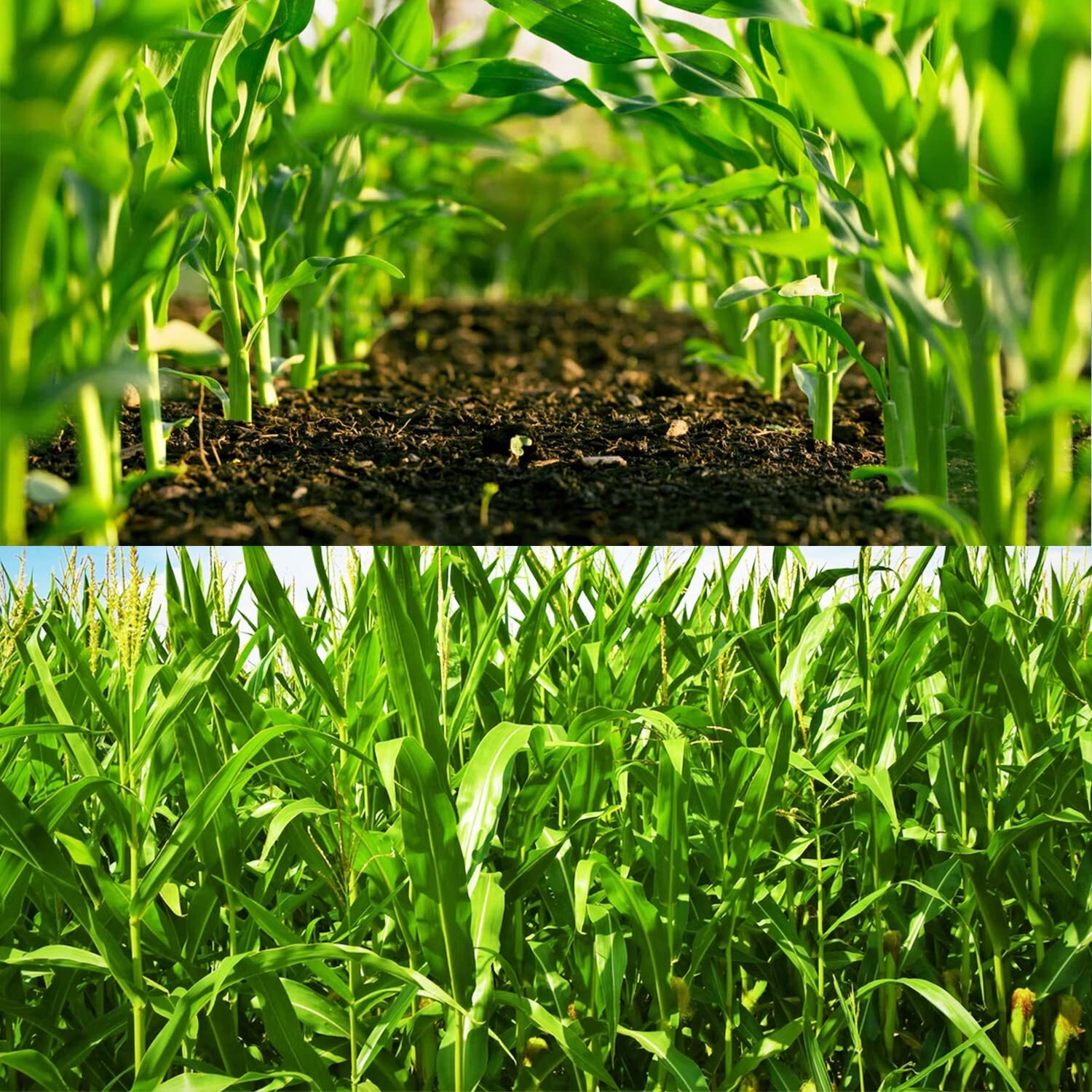 200 pcs “Peaches and Cream” Bi-Color Sweet Corn Seeds, Non GMO & Heirloom Seeds,