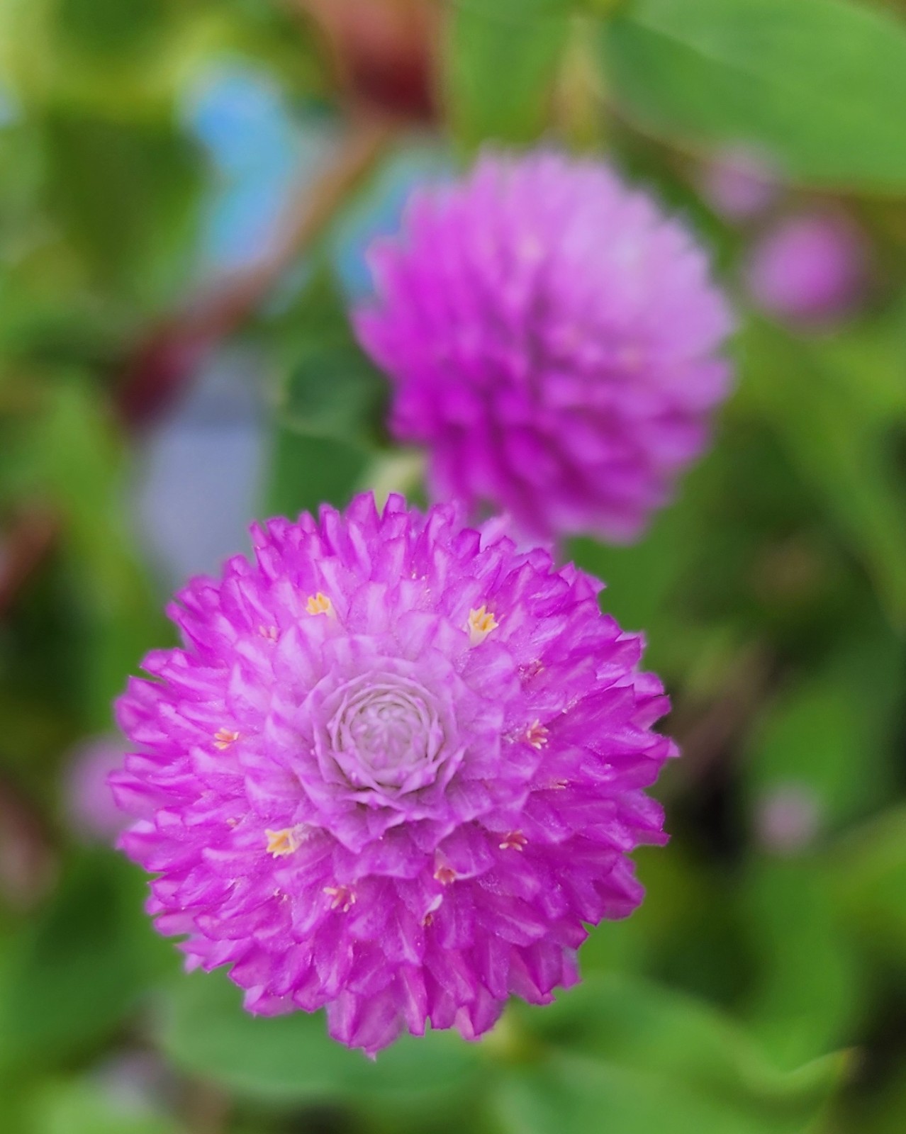 Globe Amaranth | Purple | White | Pink Strawberry Cream | 100 Seeds Easy to Grow