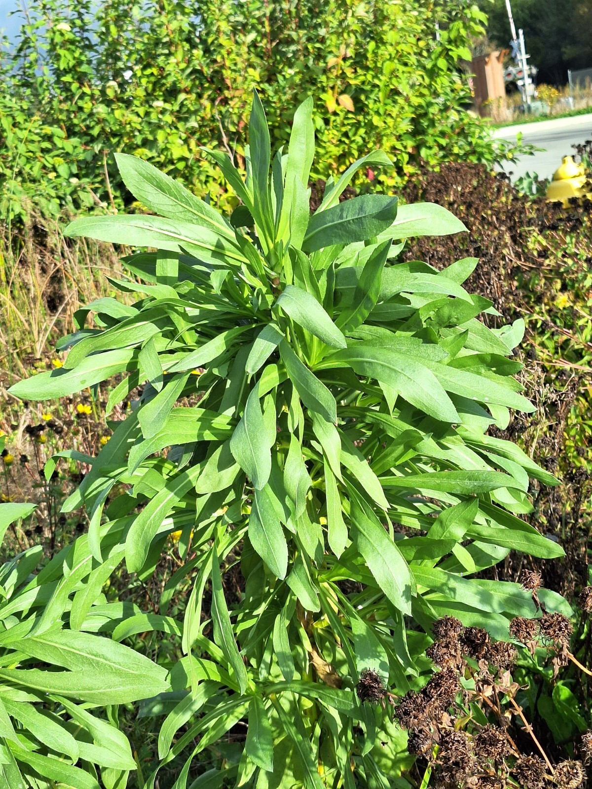 Puget sound gumweed, 200 seeds, Grindelia, medicinal herb, wildflower