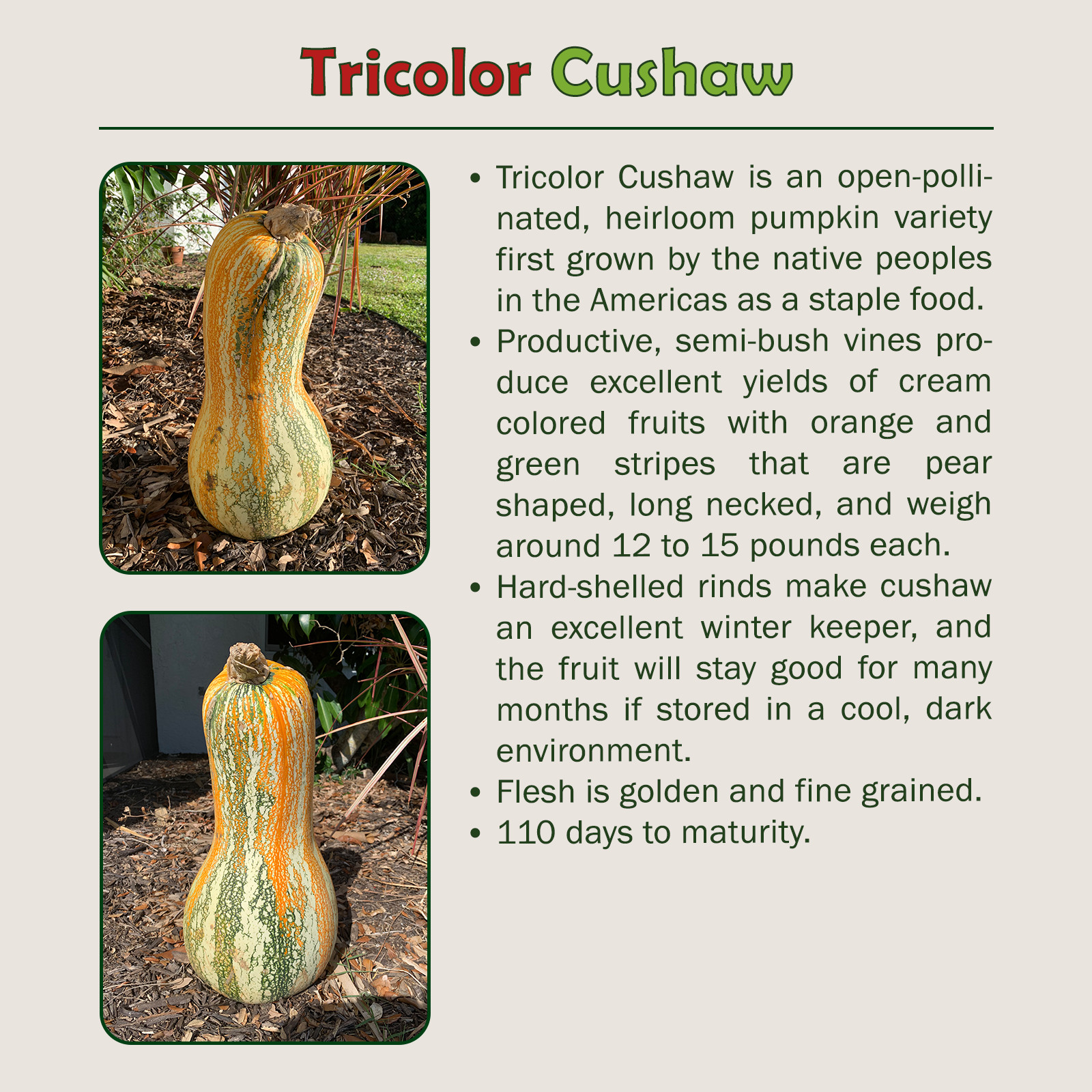 10 Tricolor Cushaw Pumpkin / Squash Seeds, Heirloom, Non-GMO, Genuine USA