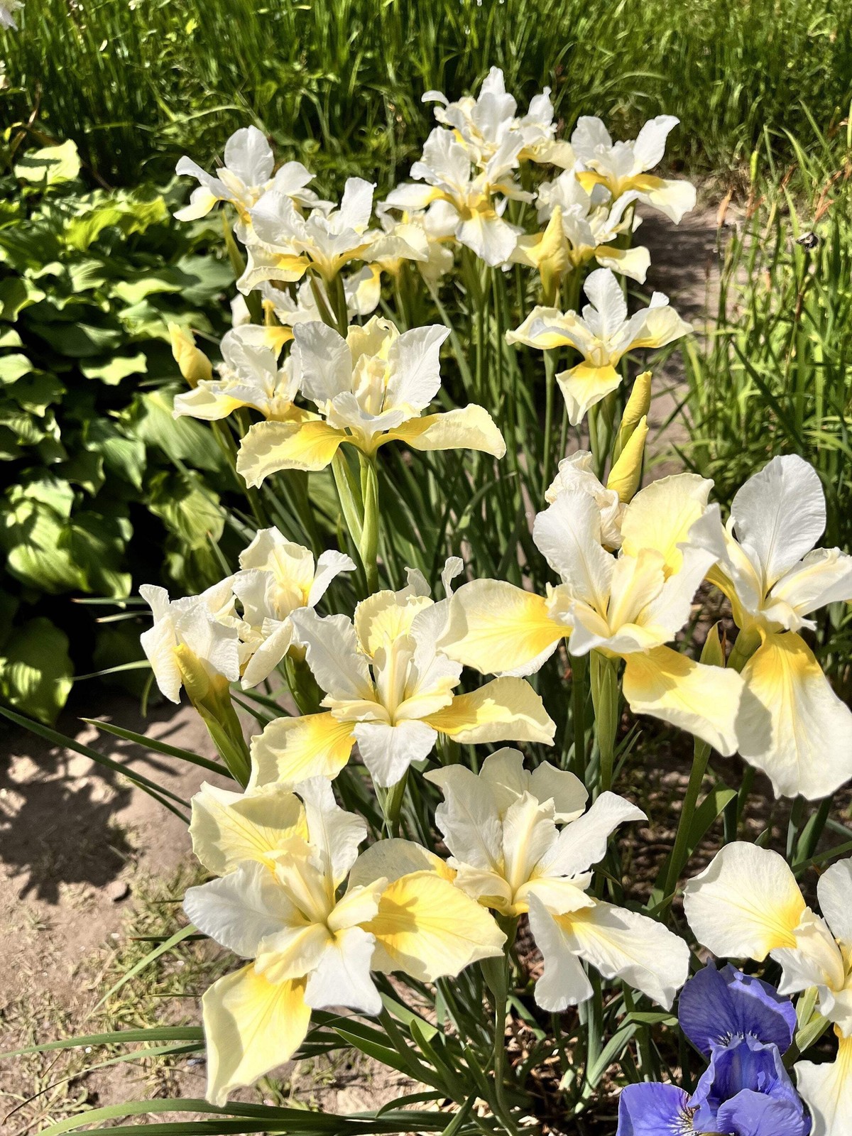 20 MIXED SIBERIAN IRIS Sibirica Iris Bicolor Blue Red White Purple Flower Seeds