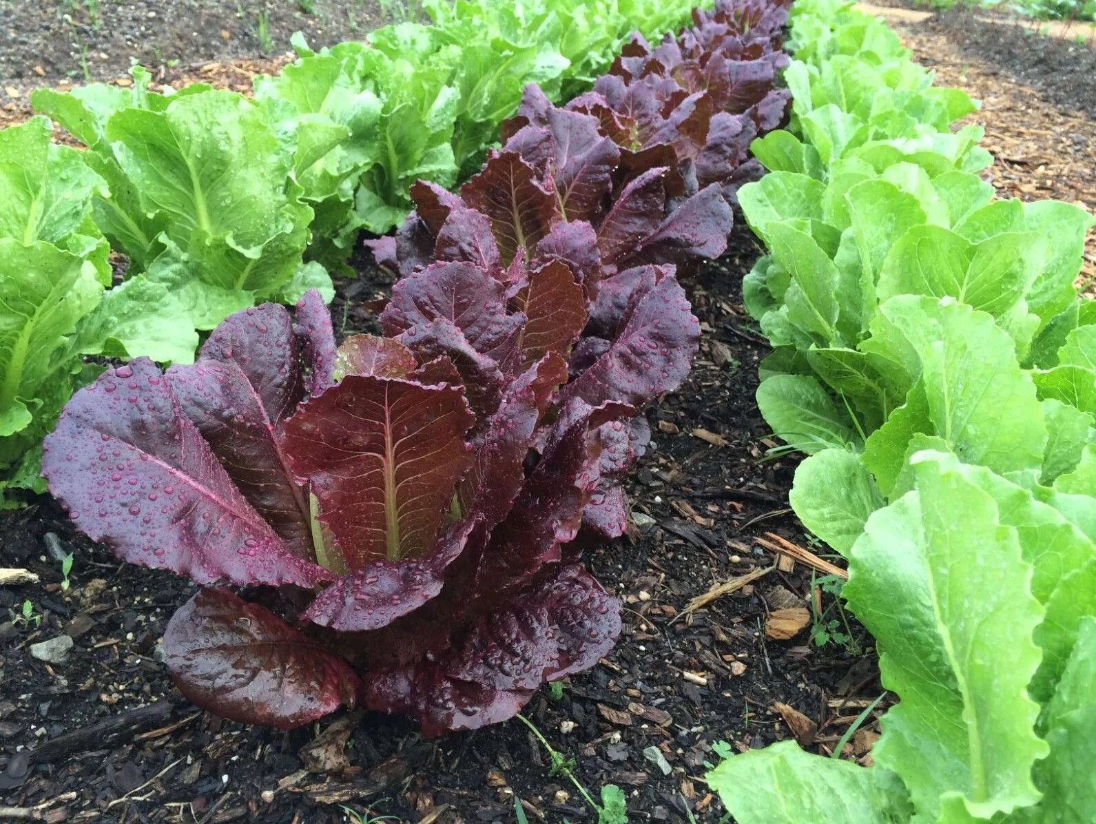 1000+ RED ROMAINE LETTUCE SEEDS – HEIRLOOM – ORGANIC – NON GMO ———- FRESH
