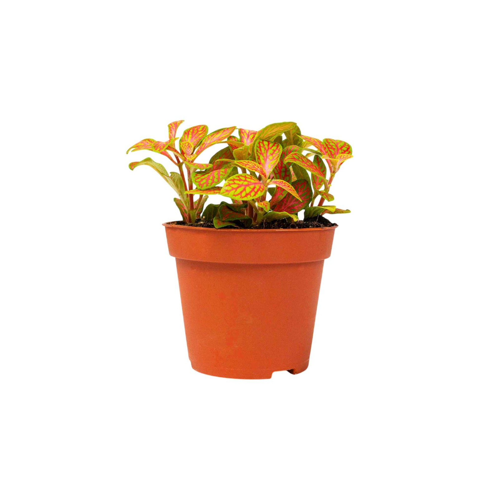 Fittonia Skeleton Live Plant with Striking Foliage for Terrariums and Low Light