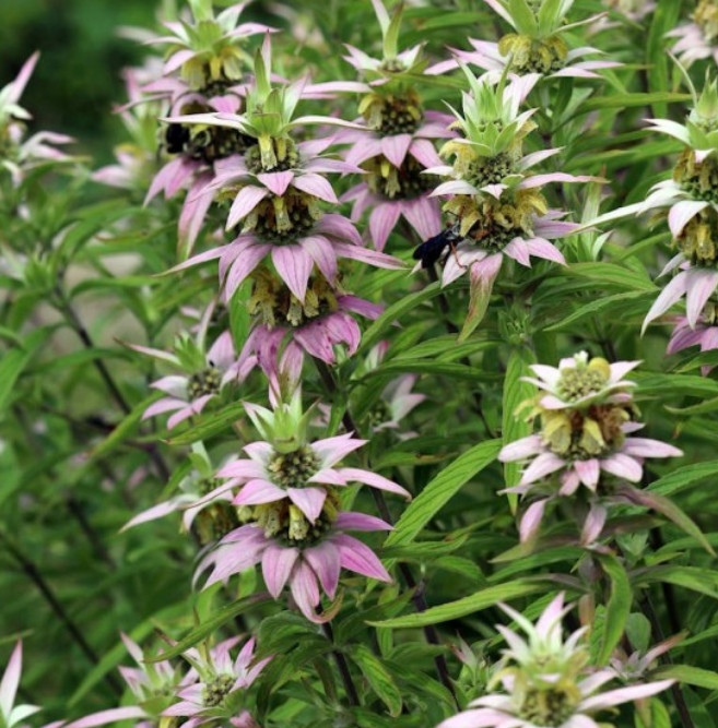 Bee Balm SPOTTED Biennial Pollinator Attract Bees Hummingbirds Non-GMO 300 Seeds