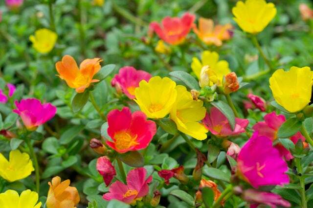 Moss Rose Seeds for Planting – 100 Seeds –