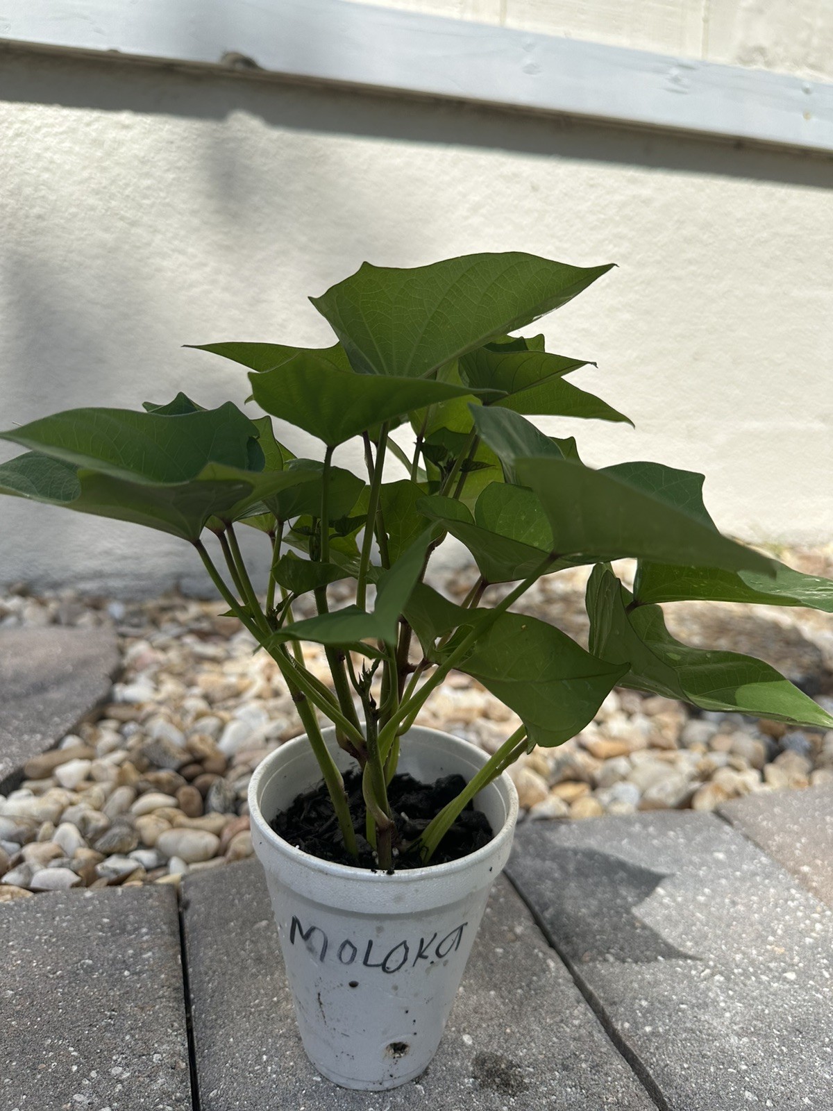 5 RootedPurple Molokai Sweet Potato Plant In a Cup Molokai Sweet Potato Plant
