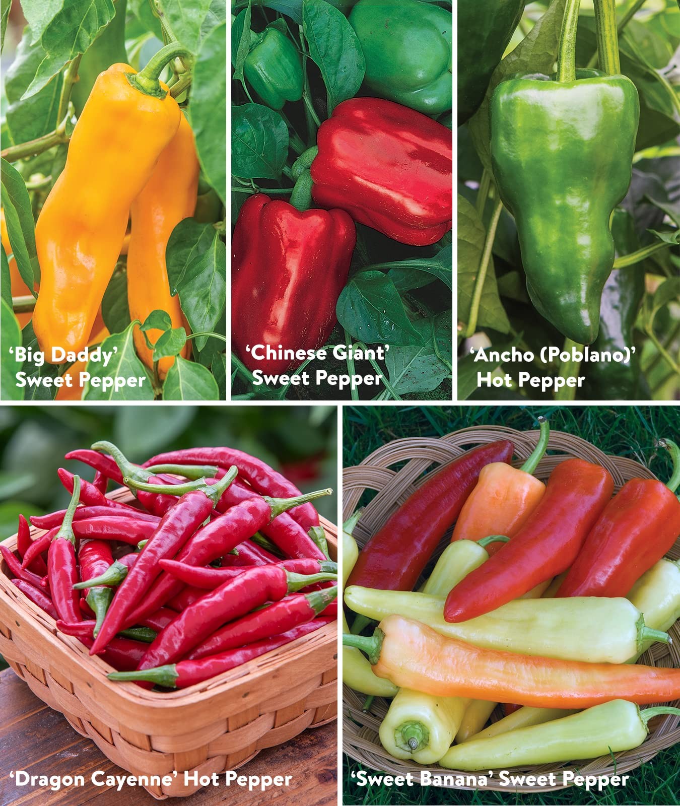 Pepper Seeds Hot Sweet Varieties For Planting Vegetable Garden Seeds 10 Pack …