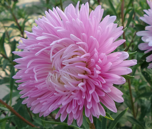ASTER GREMLIN DOUBLE LIGHT ROSE Callistephus Chinensis – 100 Bulk Seeds