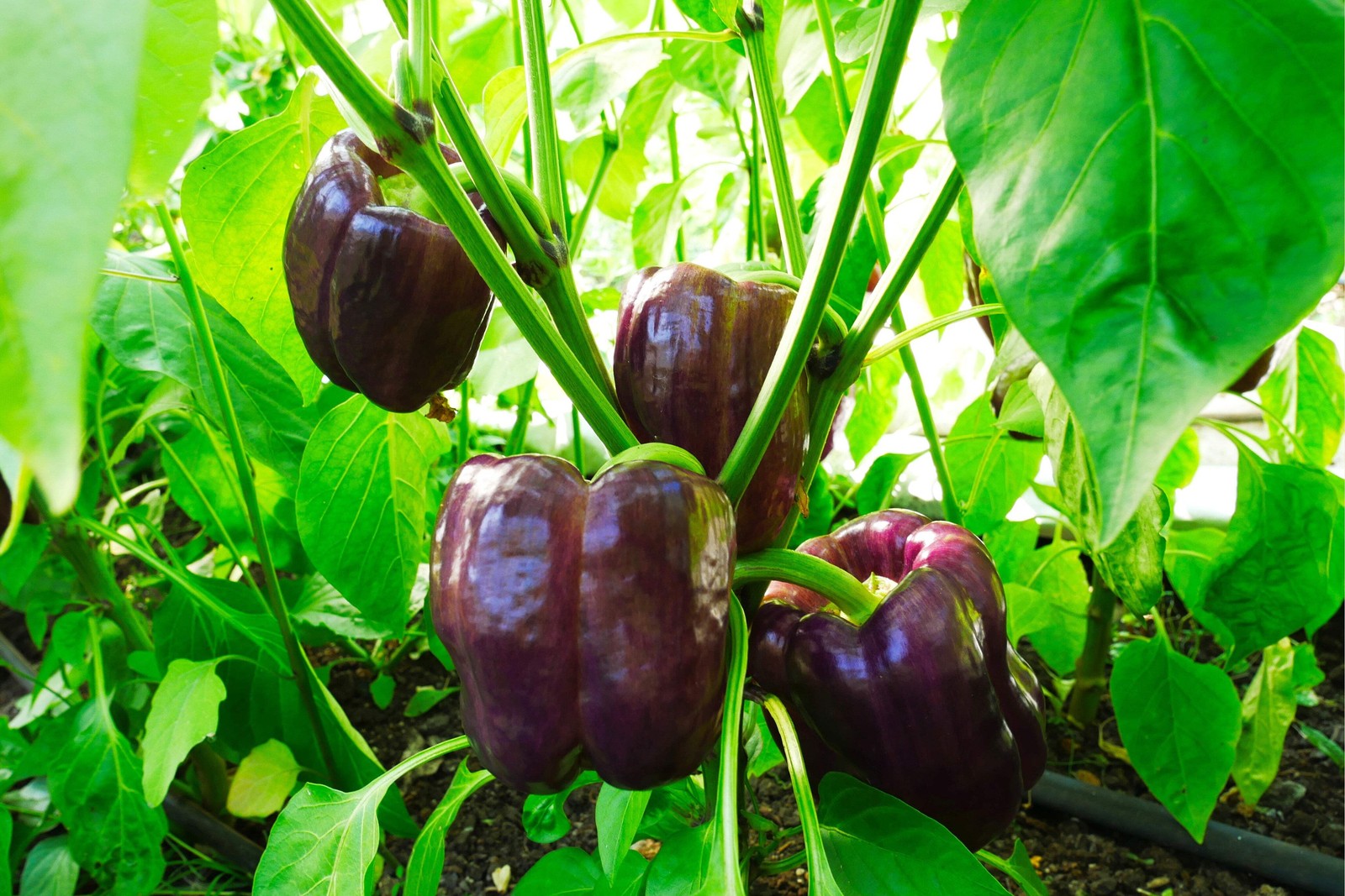 75 PURPLE BEAUTY PEPPER ( Sweet Mild Bell ) Capsicum Annuum Vegetable Seeds