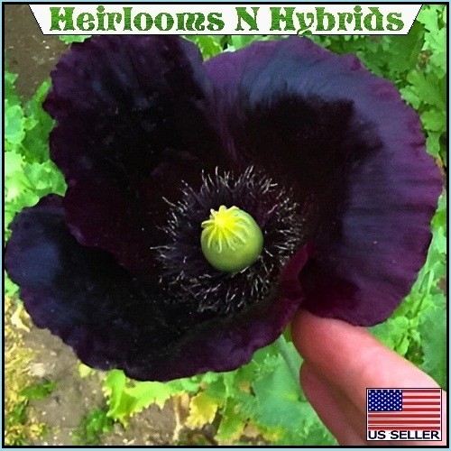 2,500-10,000 Heirloom After Midnight Poppy Seeds Papavaer Somiferum Dark Purple