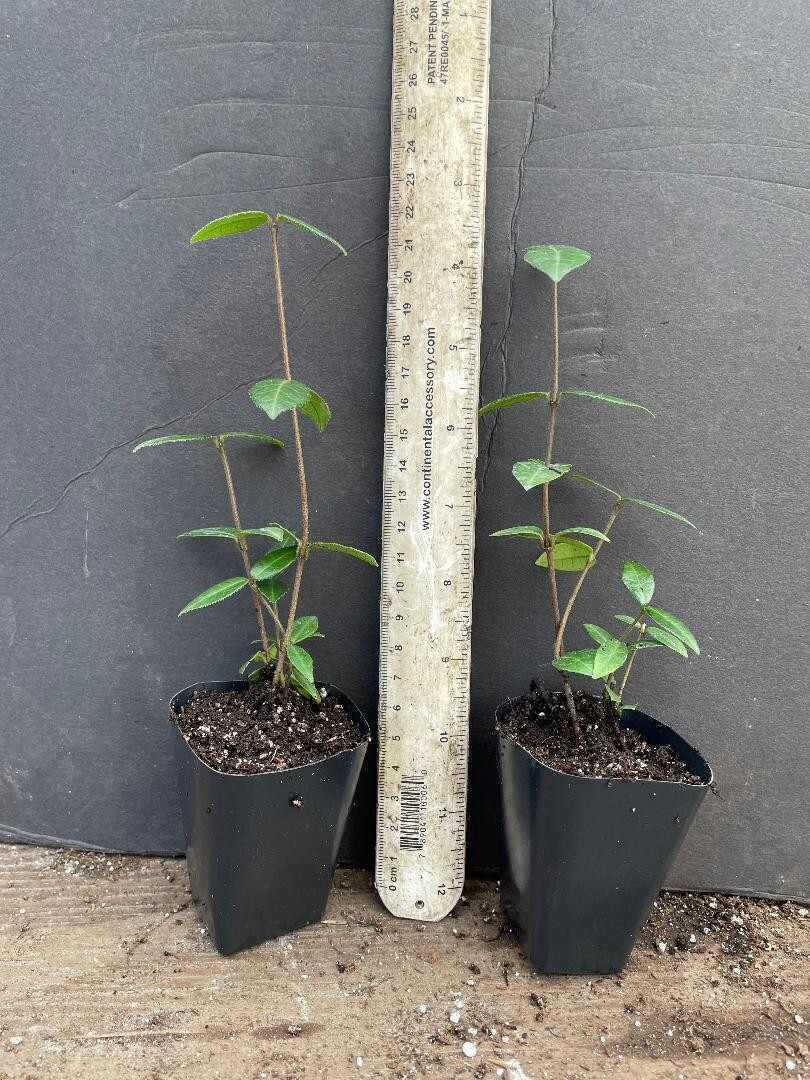 Asiatic Jasmine~Trachelospermum asiaticum~Small Rooted STARTER Plant~Fragrant