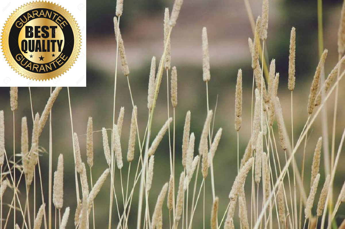 Climax Timothy Grass Seeds, 5 Pounds
