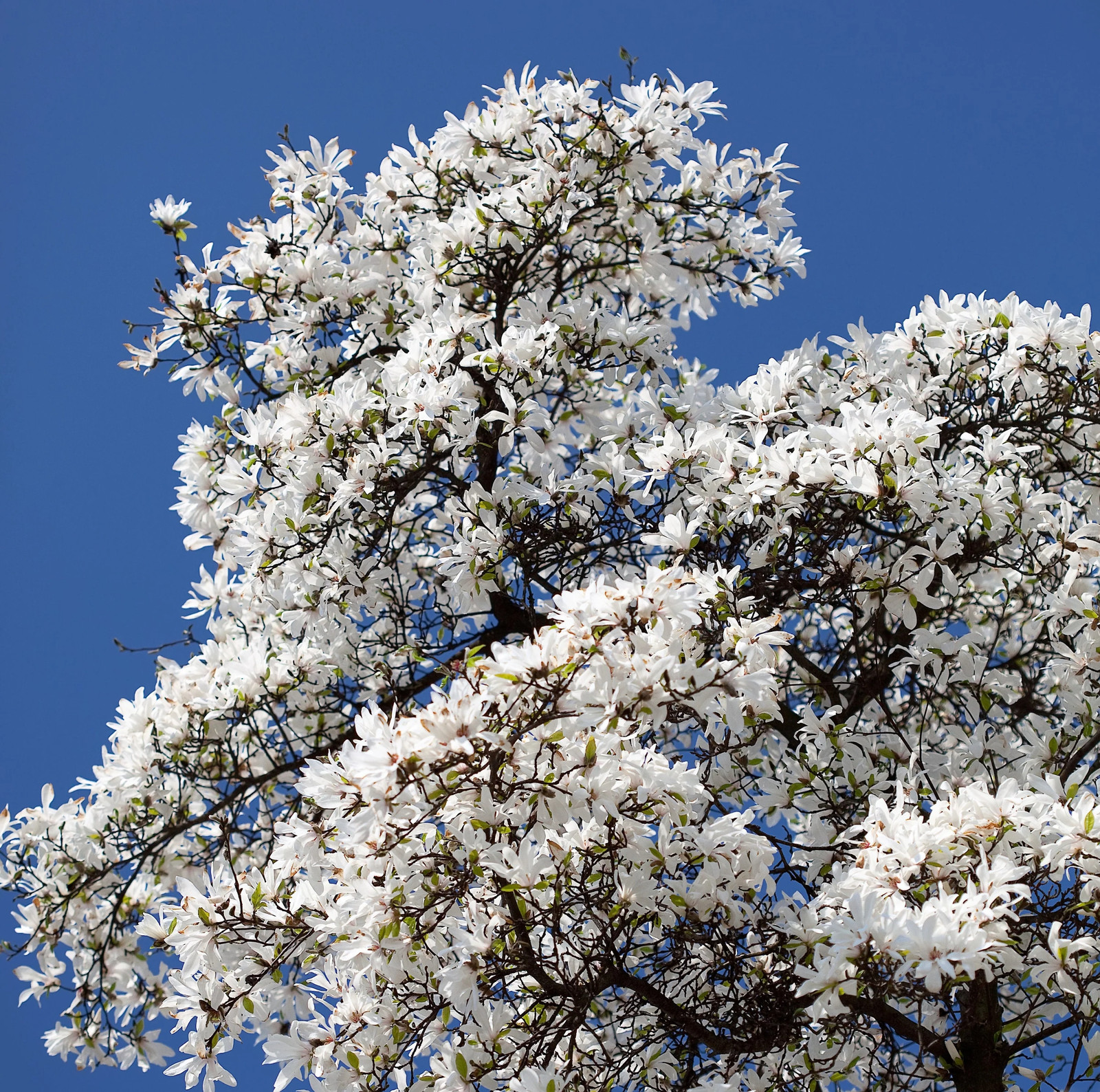 10 KOBUS MAGNOLIA TREE aka Japanese Kobushi White Pink 4″ Fragrant Flower Seeds