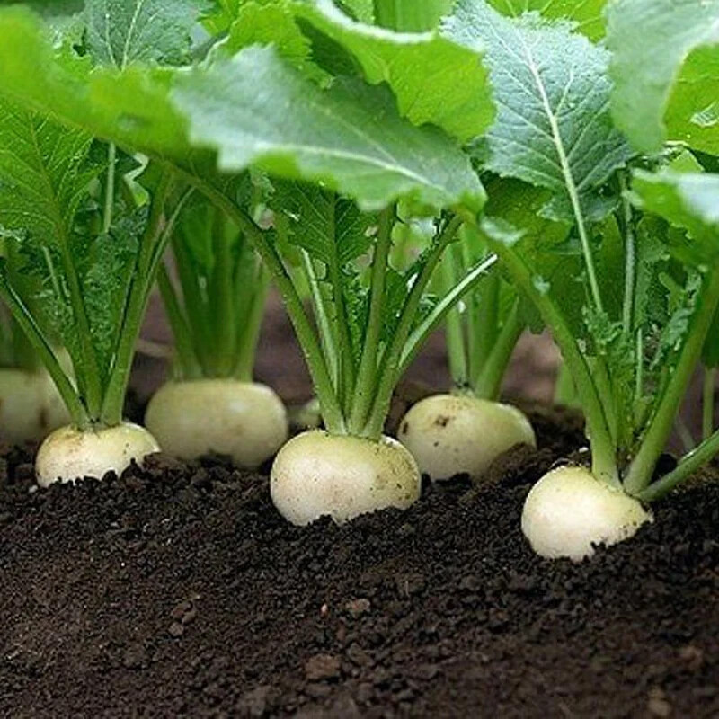 White Egg Turnip Seeds, NON-GMO, Heirloom, Variety Size Packets, FREE SHIPPING
