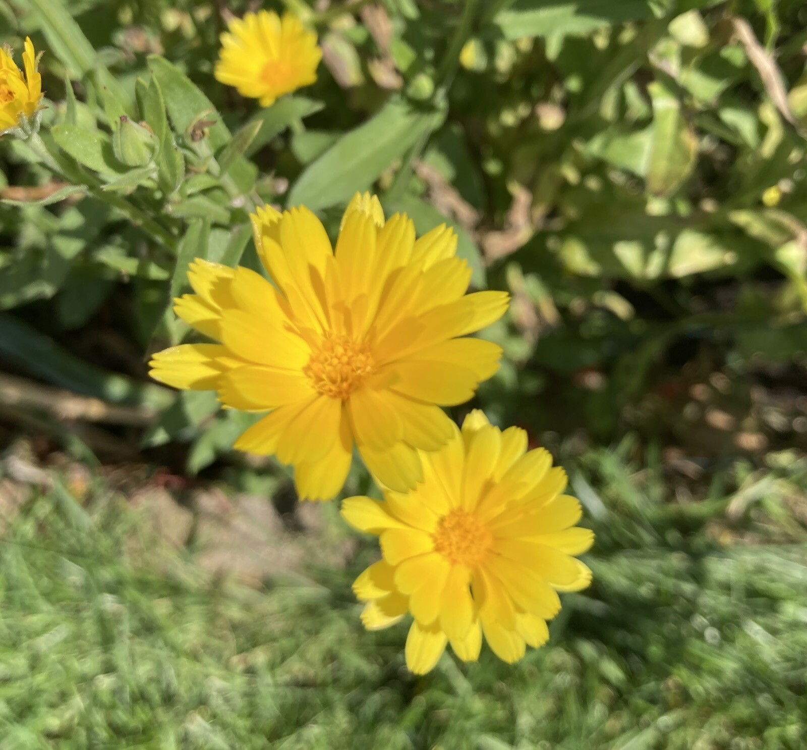 Pot Marigold, Calendula officinalis seeds 50ct, great companion plant!
