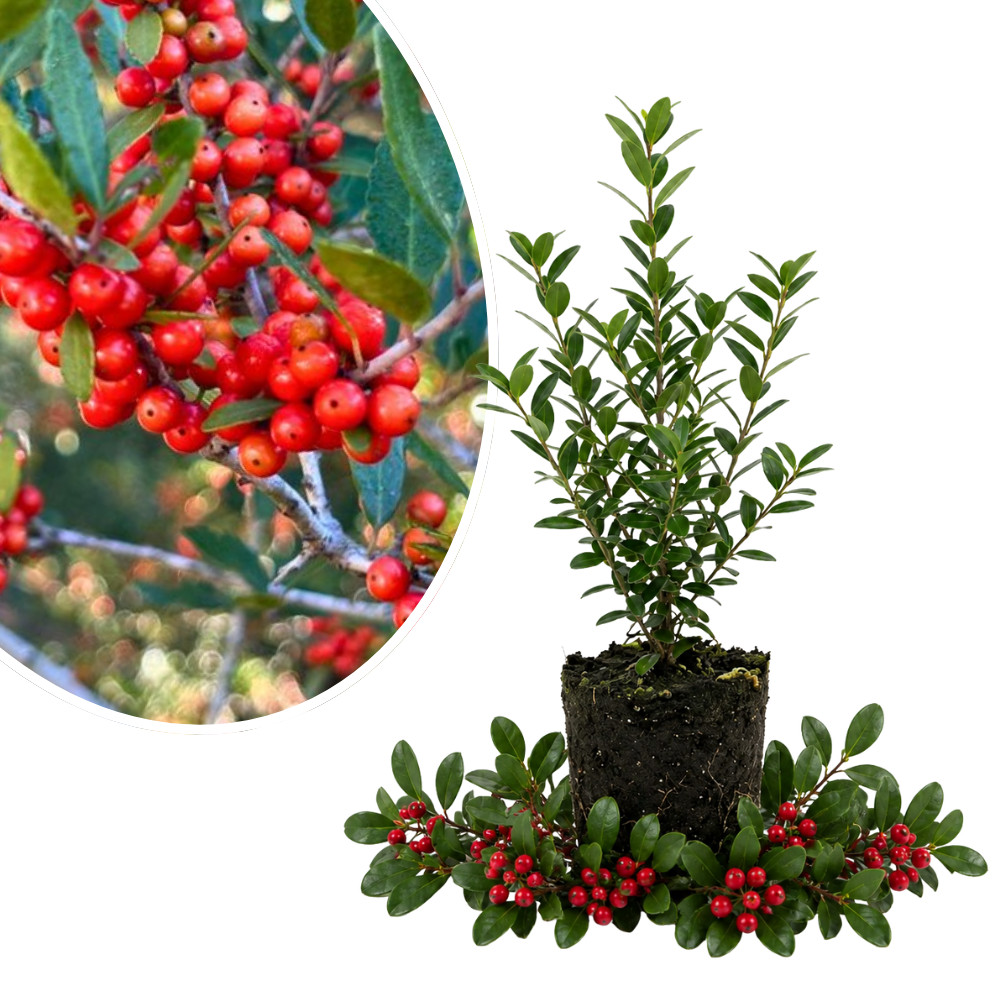 Upright Yaupon Holly Shrub Live Plant 4-6 Inches Tall Rooted Ilex Vomitoria