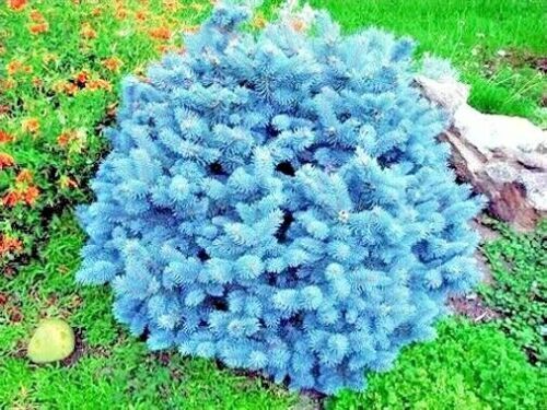 COLORADO BLUE SPRUCE TREE SEEDS (Picea pungens) “Glauca” Cold Hardy Bonsai Plant