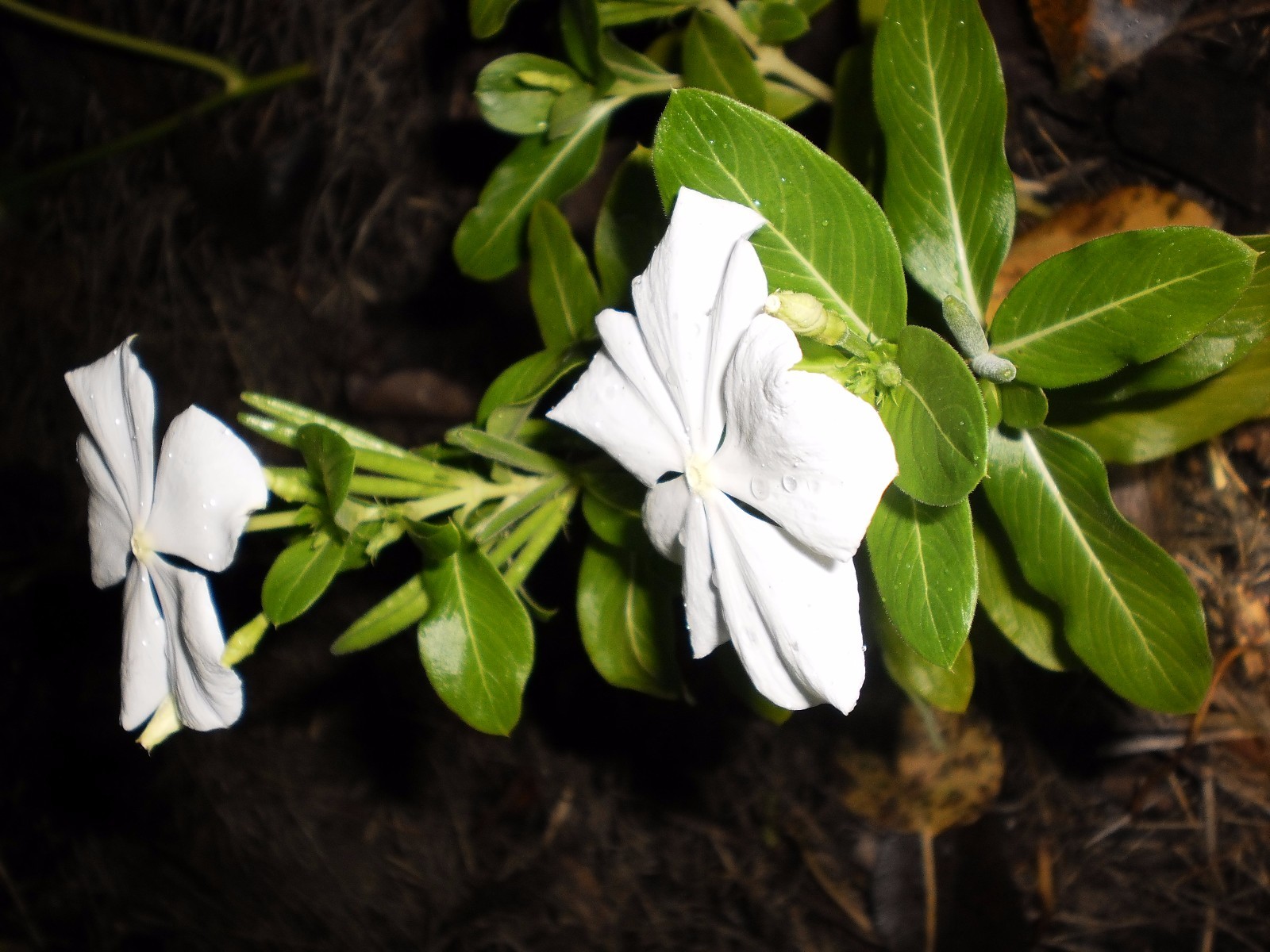 Vinca Flower Plants, 5 + 5 good size plants, Bare Roots, mixed colors, July 2020