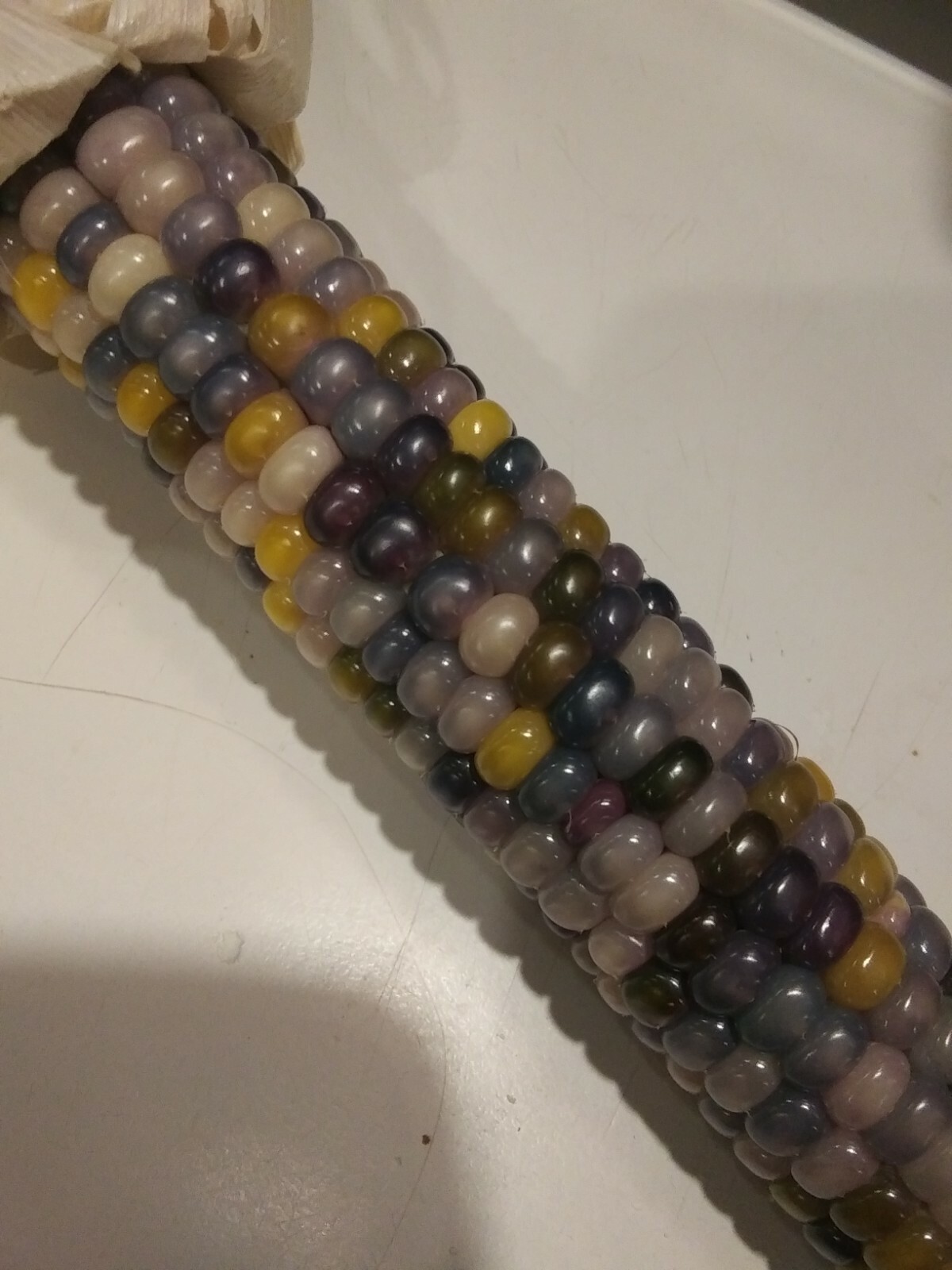 100 GLASS GEM INDIAN CORN SEEDS 2021 HARVEST